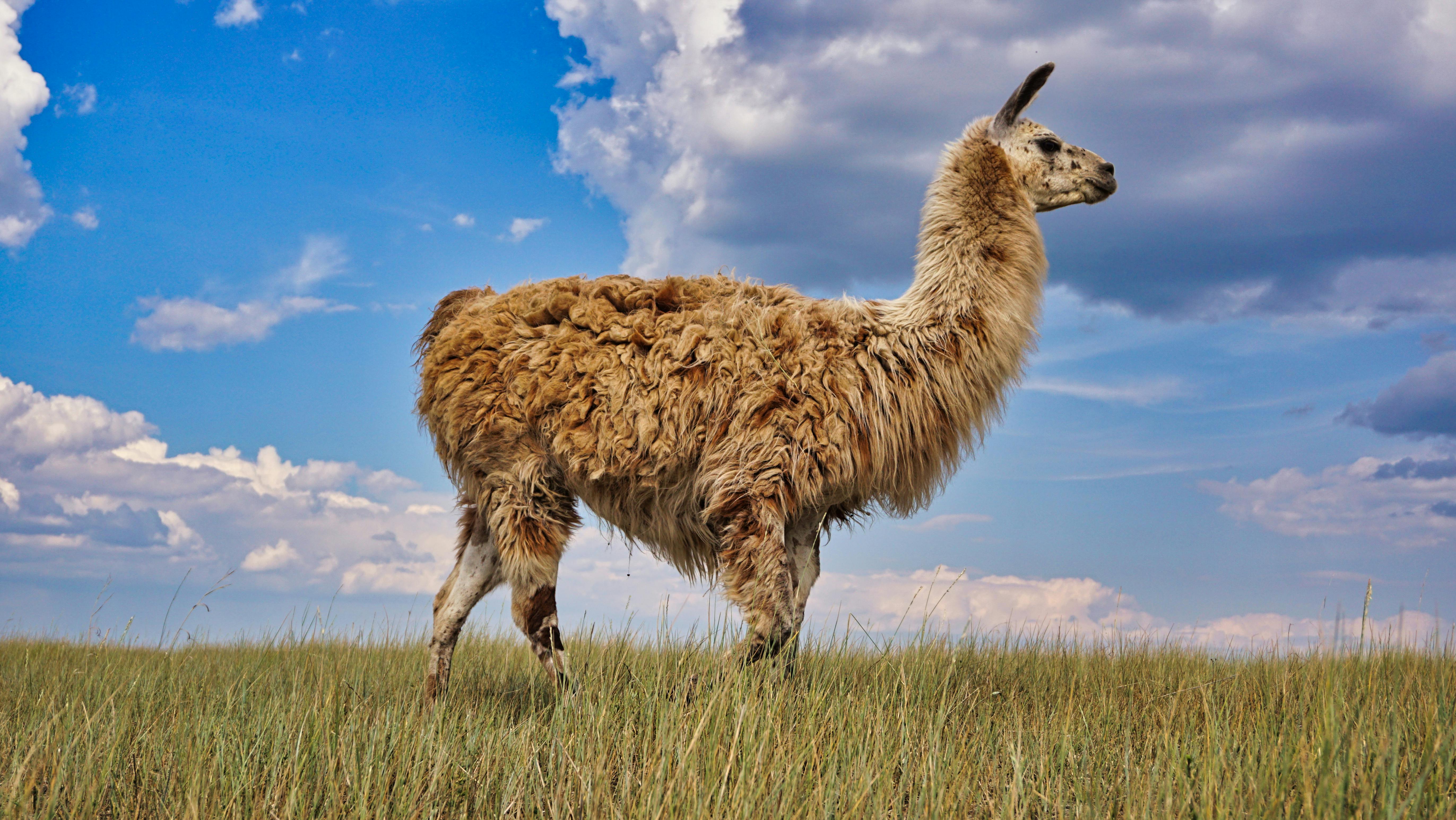 A screenshot of the Ollama CLI showing a simple interaction with a model, highlighting the ease of use.