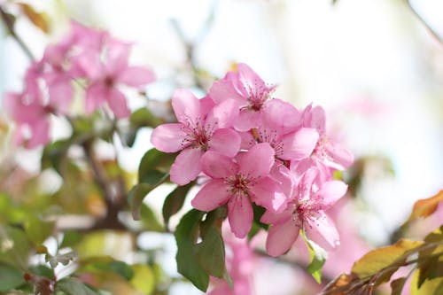 꽃, 꽃 사진, 봄의 무료 스톡 사진