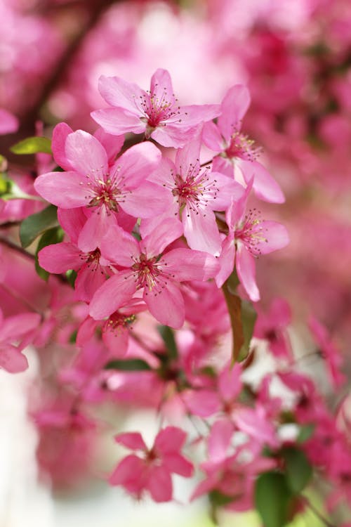 Δωρεάν στοκ φωτογραφιών με sakura, άνθη κερασιάς, ανθίζω