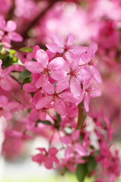 Δωρεάν στοκ φωτογραφιών με sakura, άνθη κερασιάς, ανθίζω