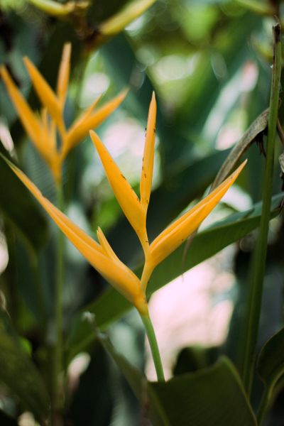 Ylang Ylang