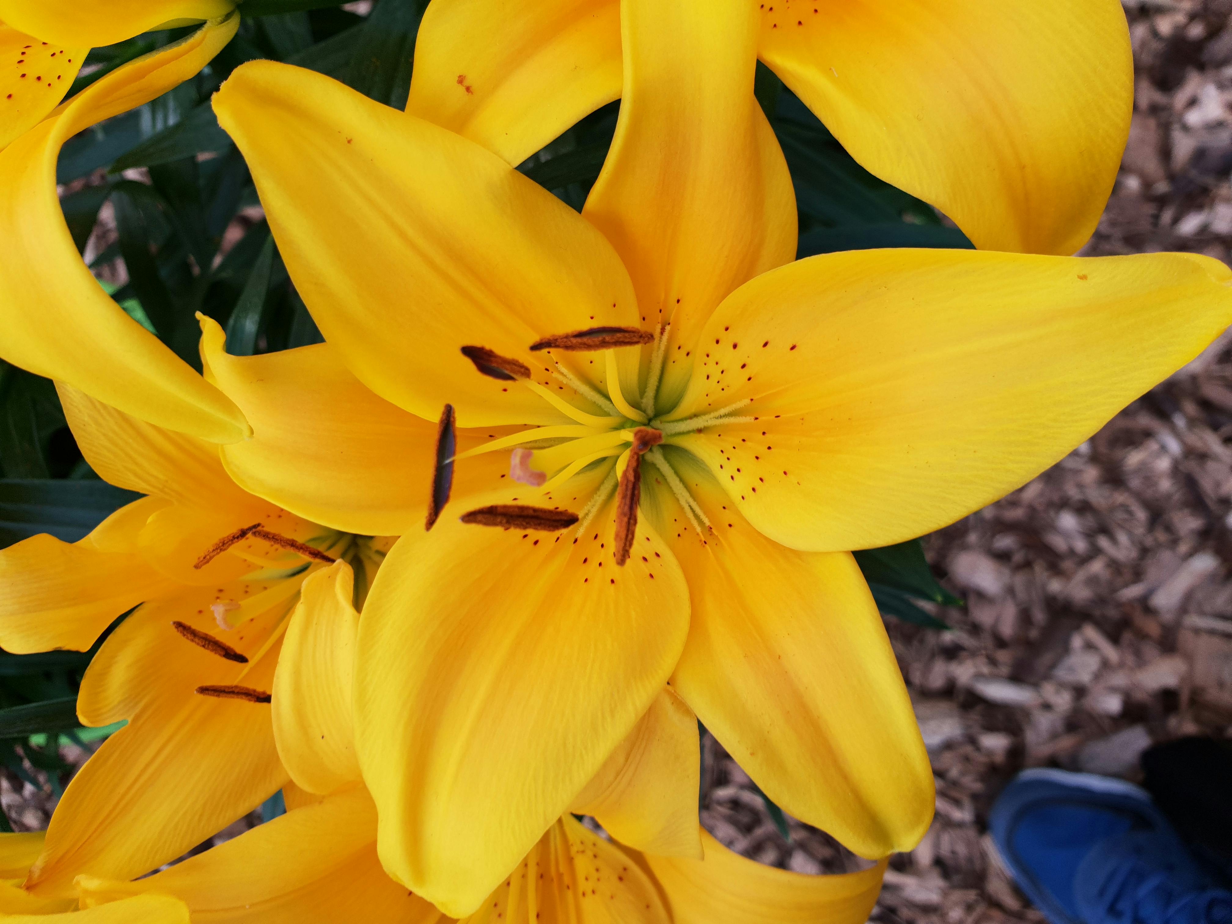 Free stock photo of Yellow pride