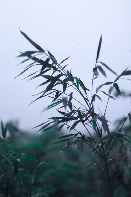 Free Delicate bamboo leaves with raindrops against a foggy sky, showcasing nature's tranquility. Stock Photo