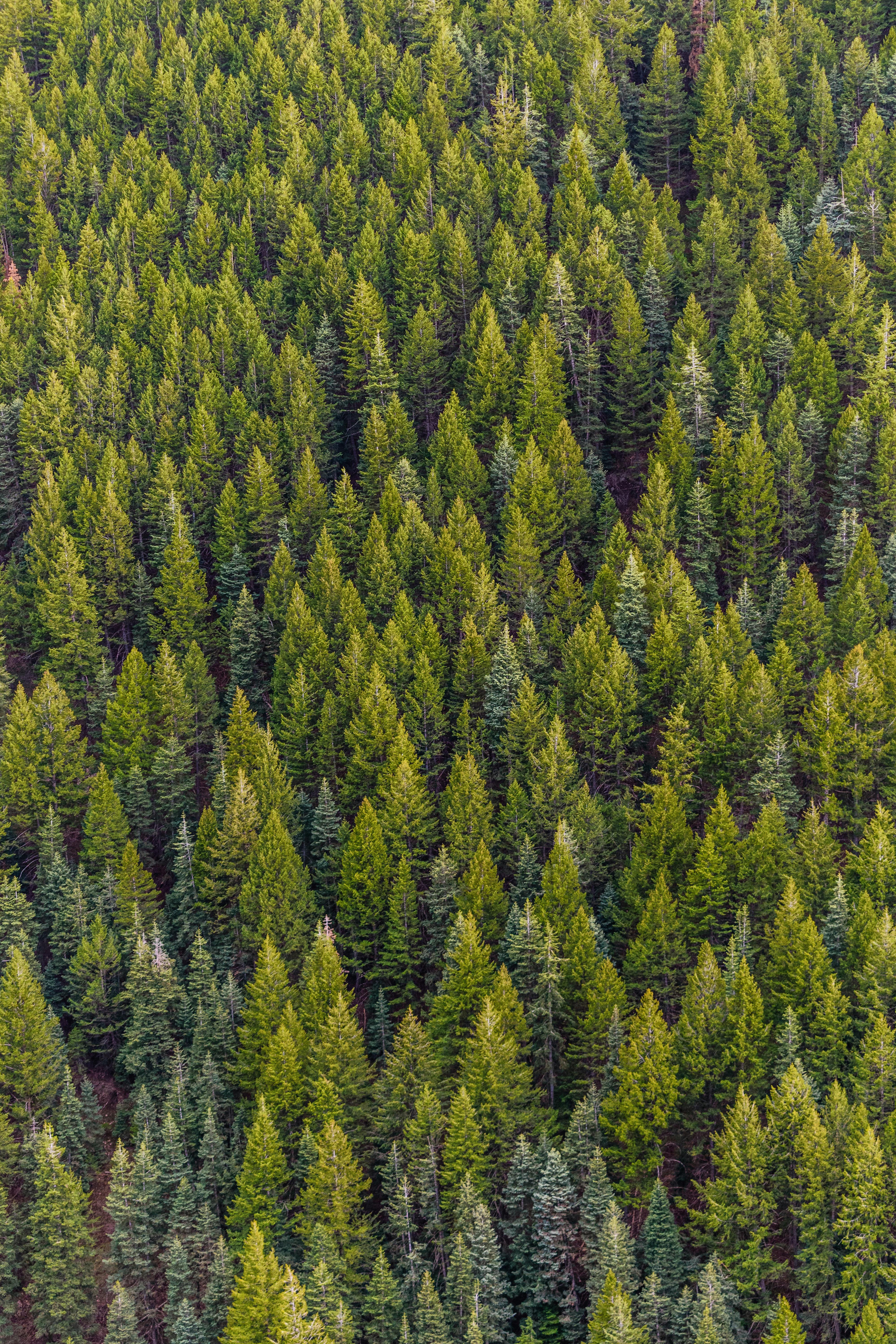 Green Pine Trees