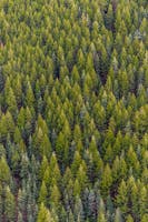 Wald als Quelle für Holz im Gegensatz zu fossilen Brennstoffen