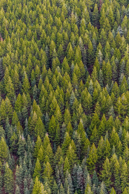 Free Green Pine Trees Stock Photo