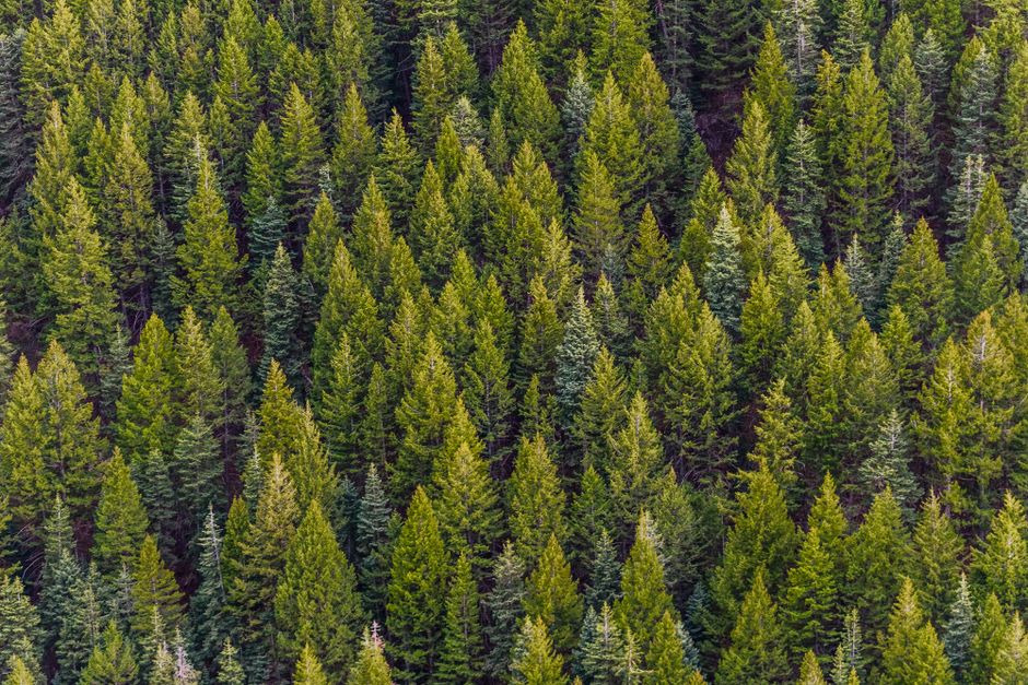 Aerial view of lush green pine forest in British Columbia — can trimming a pine tree kill it