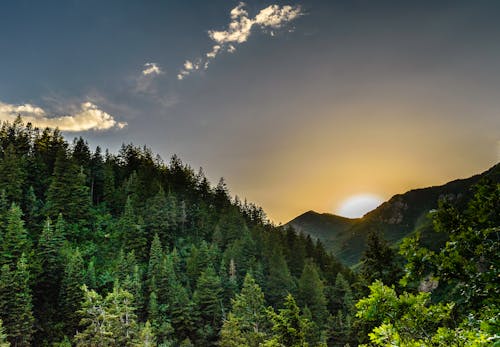 Free Forest Sunrise View Stock Photo