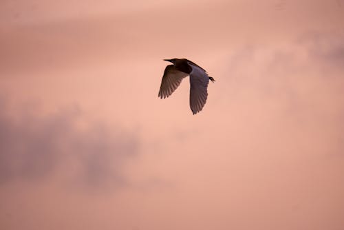 Free stock photo of bird, bird flying, sony alpha