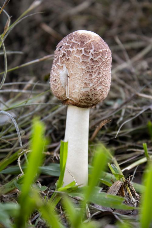 Free Vertical close-up of a brown mushroom growing on grass, showcasing intricate textures. Stock Photo