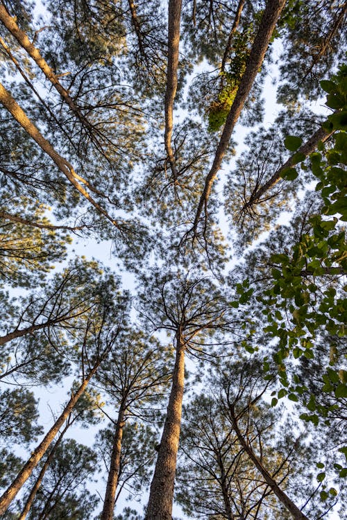 Low-Angle Shot of Tall Trees with Green Leaves