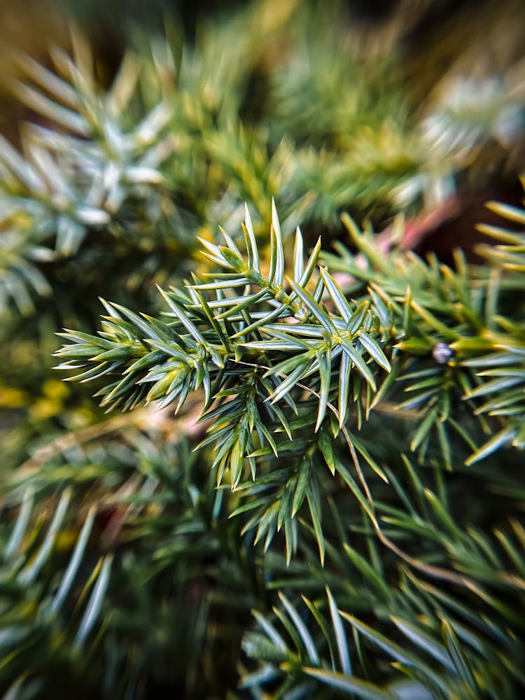 
Green Leaves Of A Juniper Plant