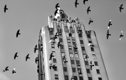 

A Grayscale of a Flock of Pigeons Flying by a Skyscraper