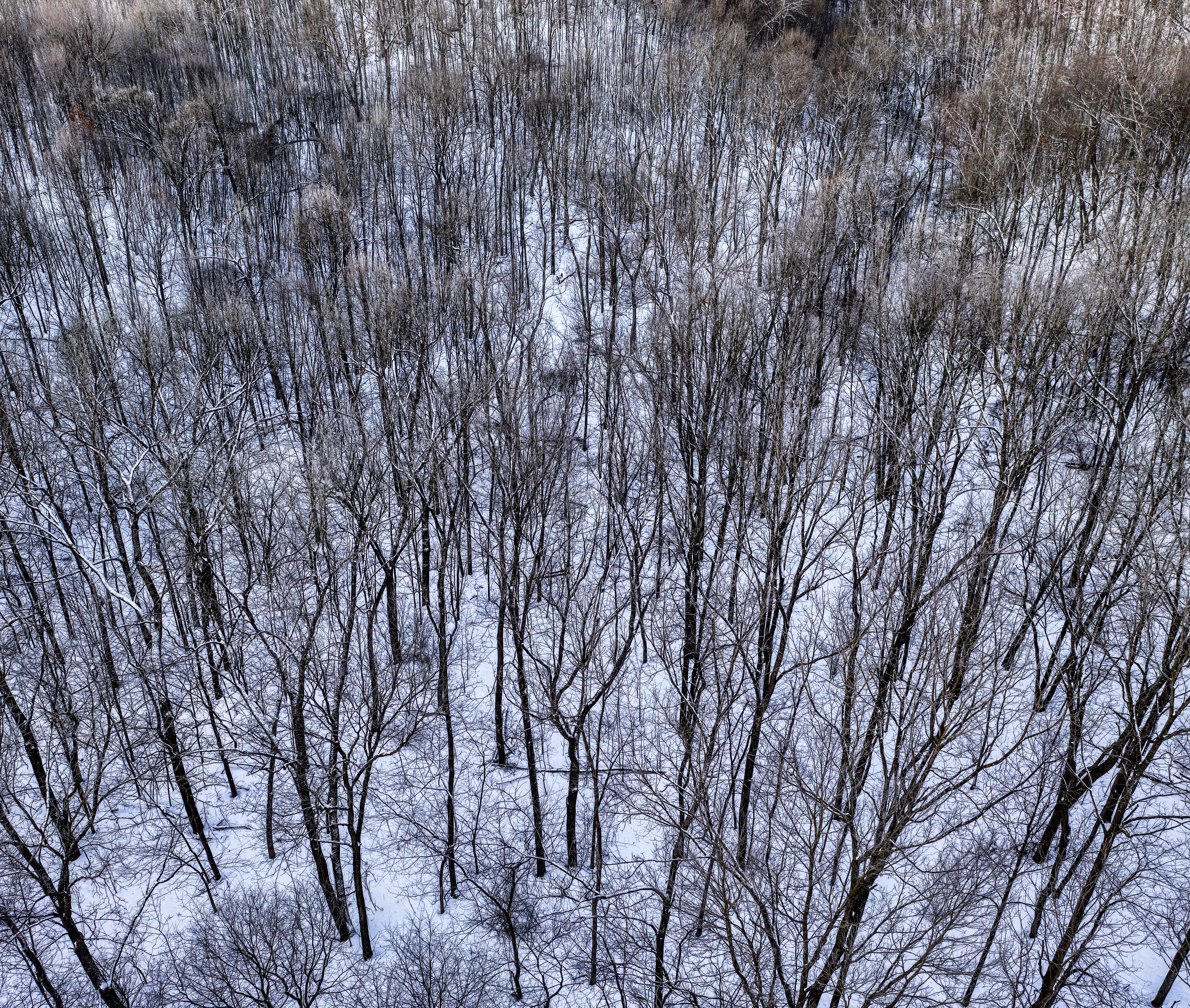 River From Treeview Aerial View of a River and Trees · Free Stock Photo