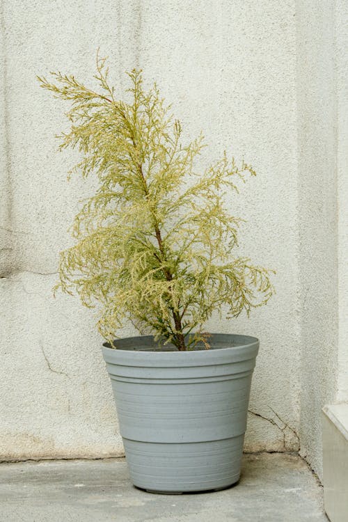 A Small Cypress Tree in a Pot