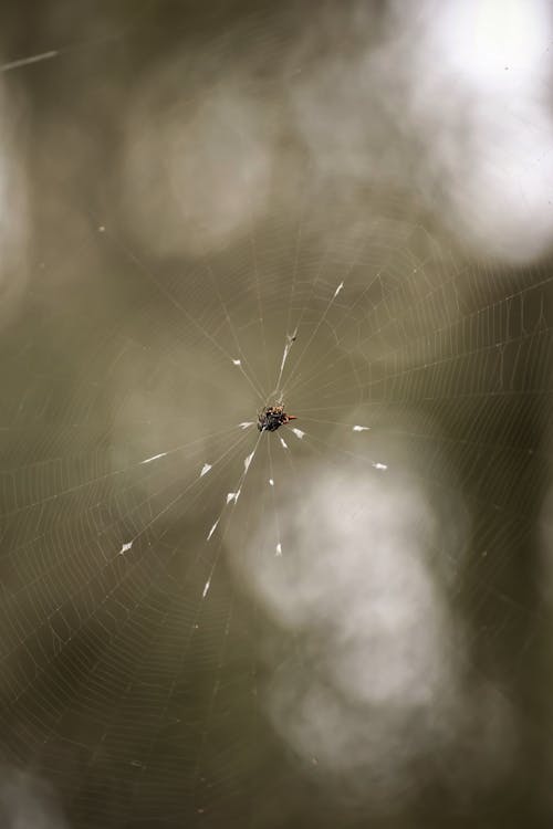 Close-up of Spider on Cobweb
