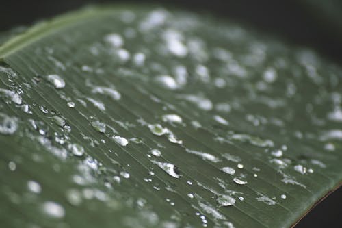 Free Wet Leaf in Close Up Photography Stock Photo