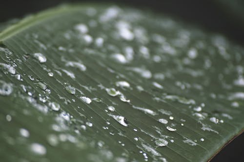 Wet Leaf in Close Up Photography