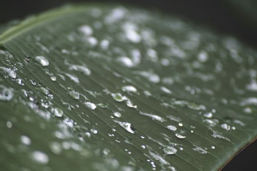 Close-up of dew droplets on a banana leaf, showcasing nature's intricate beauty and freshness.