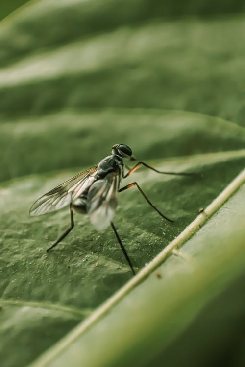 Mosquito on Green Leaf