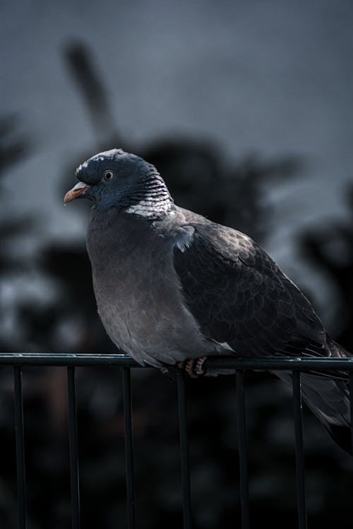 Ilmainen kuvapankkikuva tunnisteilla eläin, eläinkuvaus, kyyhky