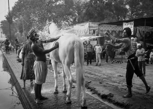 Black and White Vintage Photo of Boys Wearing Turbans Washing a White Horse