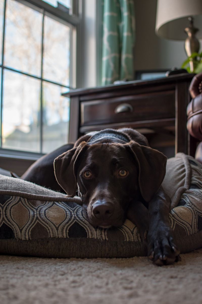 Ruby - photo 1
