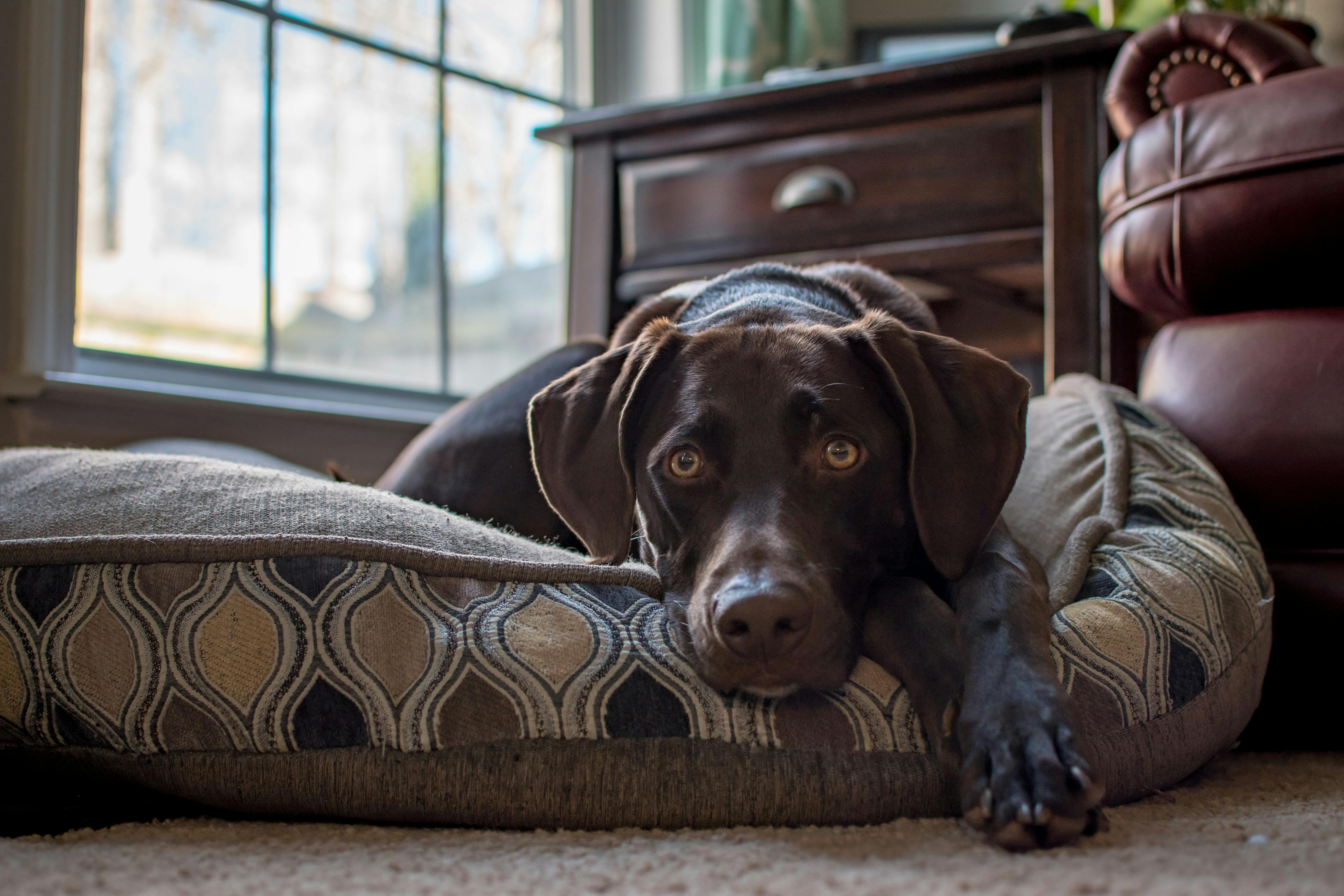 Orthopedic Dog Beds Tested: Which Ones Are Actually Worth the Money? (2026)