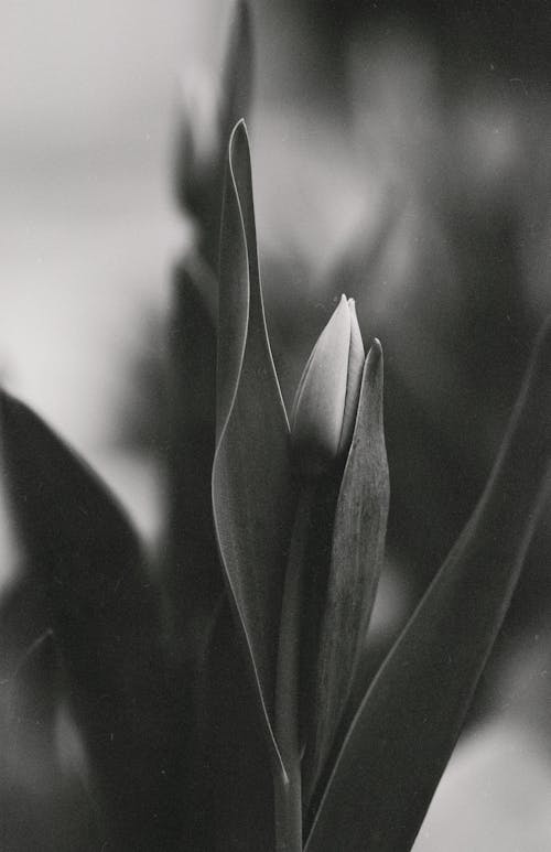 チューリップ, 白黒, 自然の無料の写真素材
