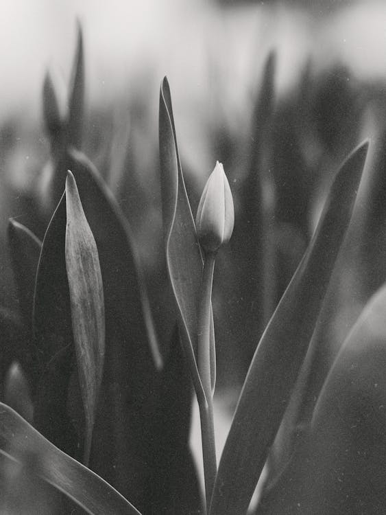 Free Black and White Picture of Tulip Stock Photo