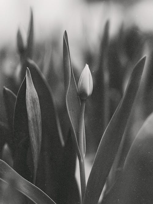 Darmowe zdjęcie z galerii z czarno-biały, kwiat, liście