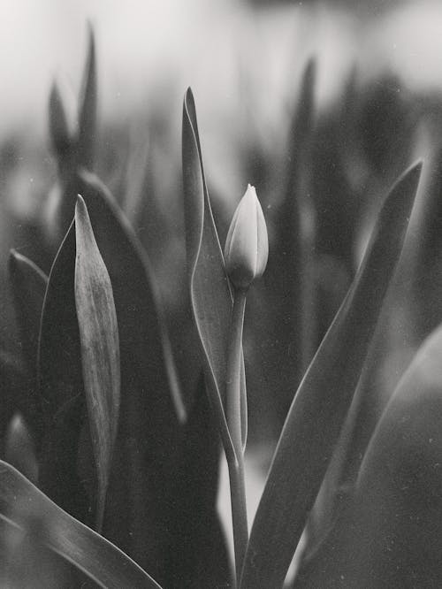 Základová fotografie zdarma na téma černobílý, kytka, listy