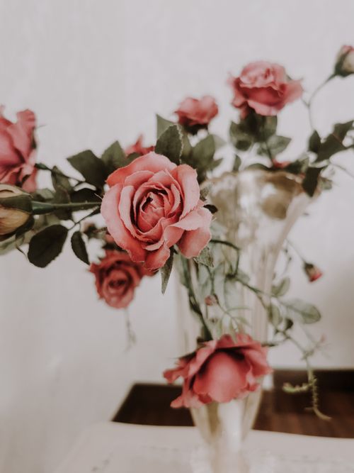 Free Close-up of vibrant pink roses in a vase with a soft white background. Perfect for floral arrangements. Stock Photo