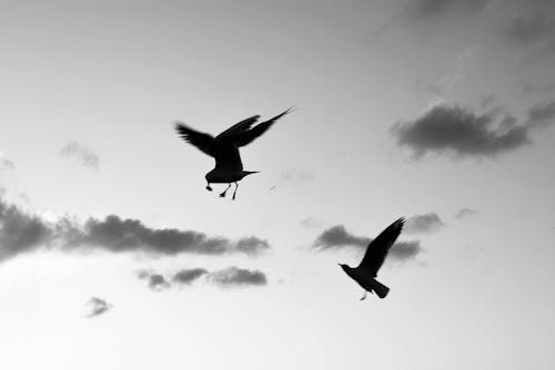 Foto profissional grátis de animais, céu, fechar-se