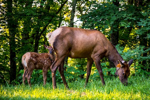 Elks Eating Green Grass