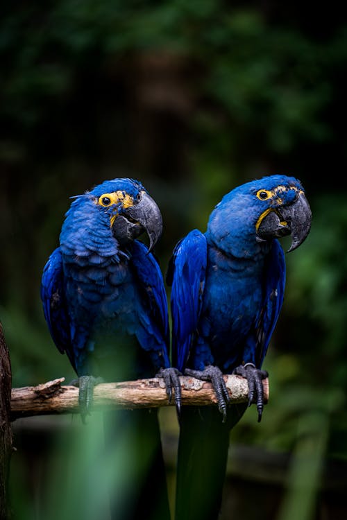 Fotos de stock gratuitas de aves, aviar, de cerca