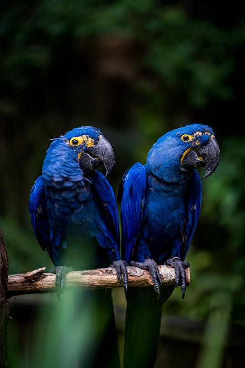Close Up Photo of Blue Birds