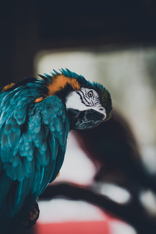 Parrot in Close Up Photography