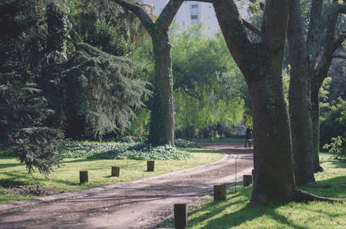 Gratis stockfoto met Argentinië, botanische tuin, buenos aires