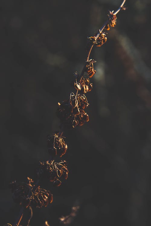 Free stock photo of dried plant