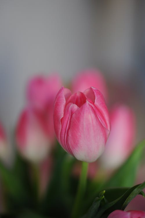 Gratis Fotos de stock gratuitas de enfoque selectivo, flor rosa, flora Foto de stock