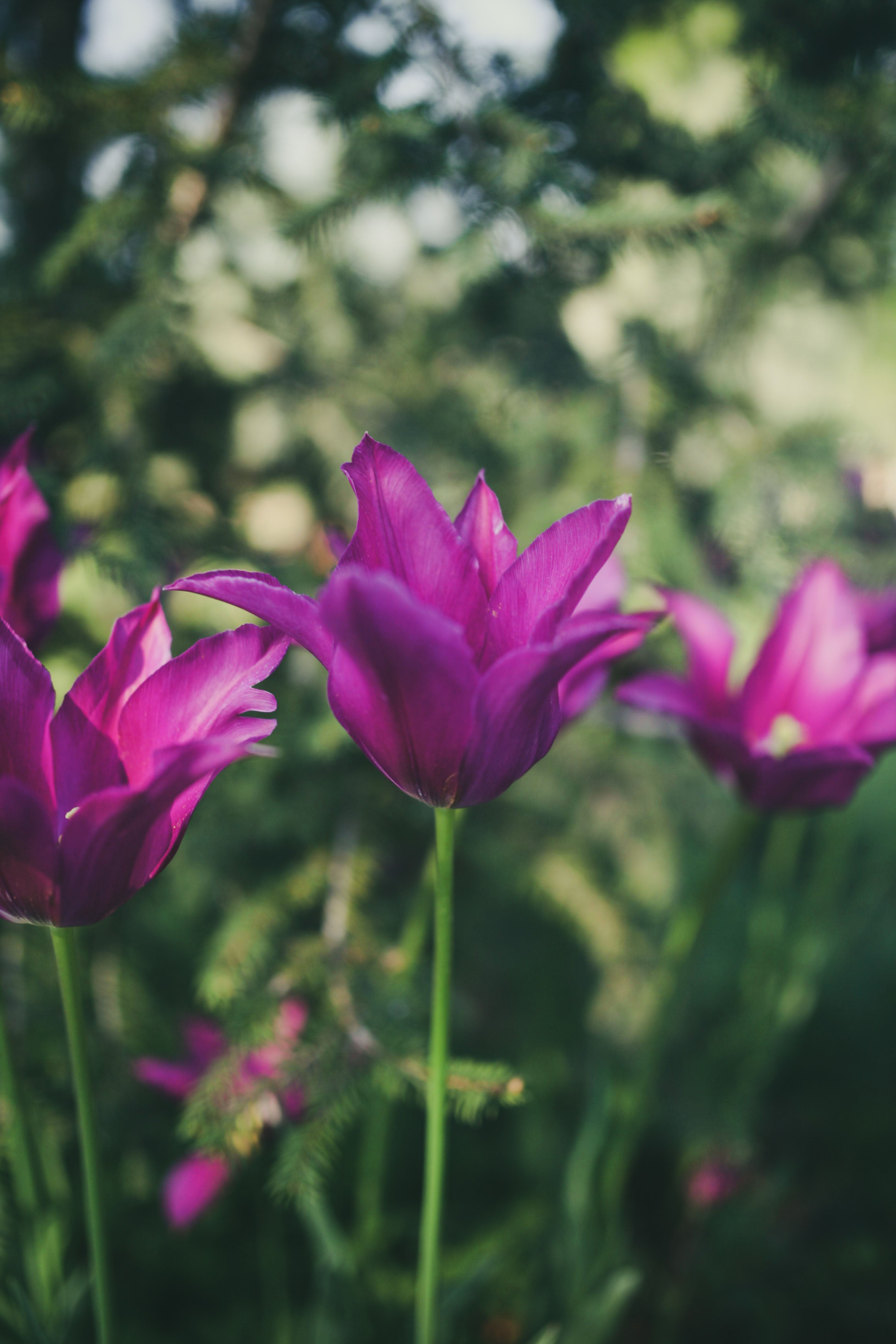 Purple Flowers in Close Up Photography · Free Stock Photo