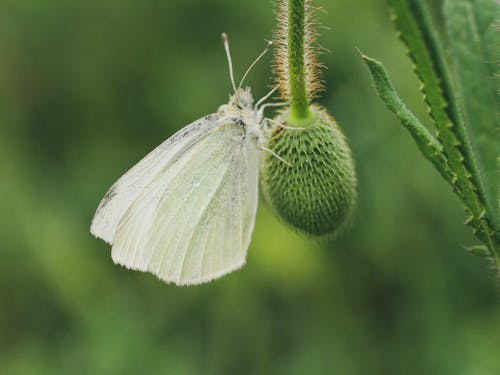 無料 キャベツホワイト, バタフライ, 昆虫の無料の写真素材 写真素材