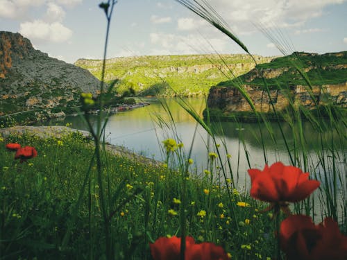 Δωρεάν στοκ φωτογραφιών με rumkale, ανθίζω, άνθος