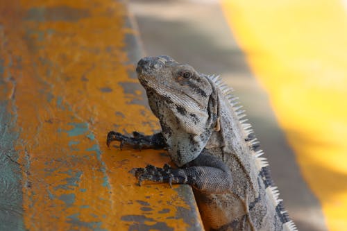 Bezpłatne Darmowe zdjęcie z galerii z fotografia zwierzęcia, gad, iguana Zdjęcie z galerii