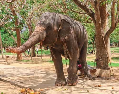 Free An elephant in captivity stands chained in a park surrounded by trees. Stock Photo