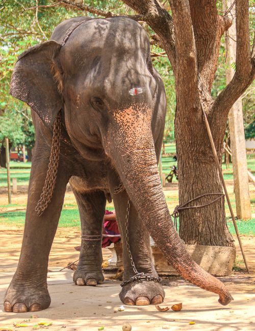 Free Close-up of a chained Asian elephant standing under a tree in Kataragama, Sri Lanka. Stock Photo