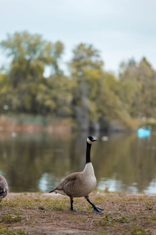 Free A Goose on the Lakeshore Stock Photo
