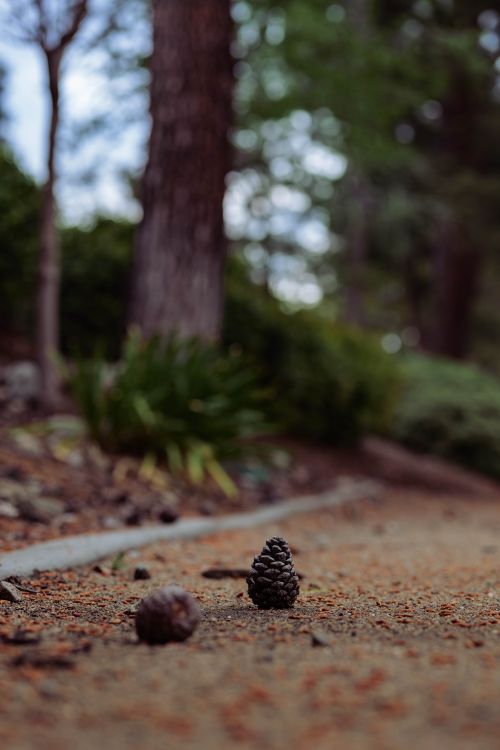 Free A detailed view of a pine cone resting on a forest path, emphasizing natural textures and tranquility. Stock Photo
