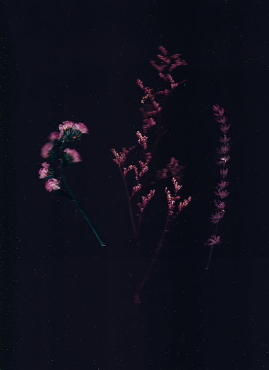 Free Flowers Illustration Over Dark Surface Stock Photo